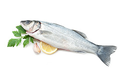 Tilapia